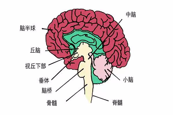 脑血栓来之前，通常会给出4个“提醒”，留意下，关键时候能救命（转发今日头条)